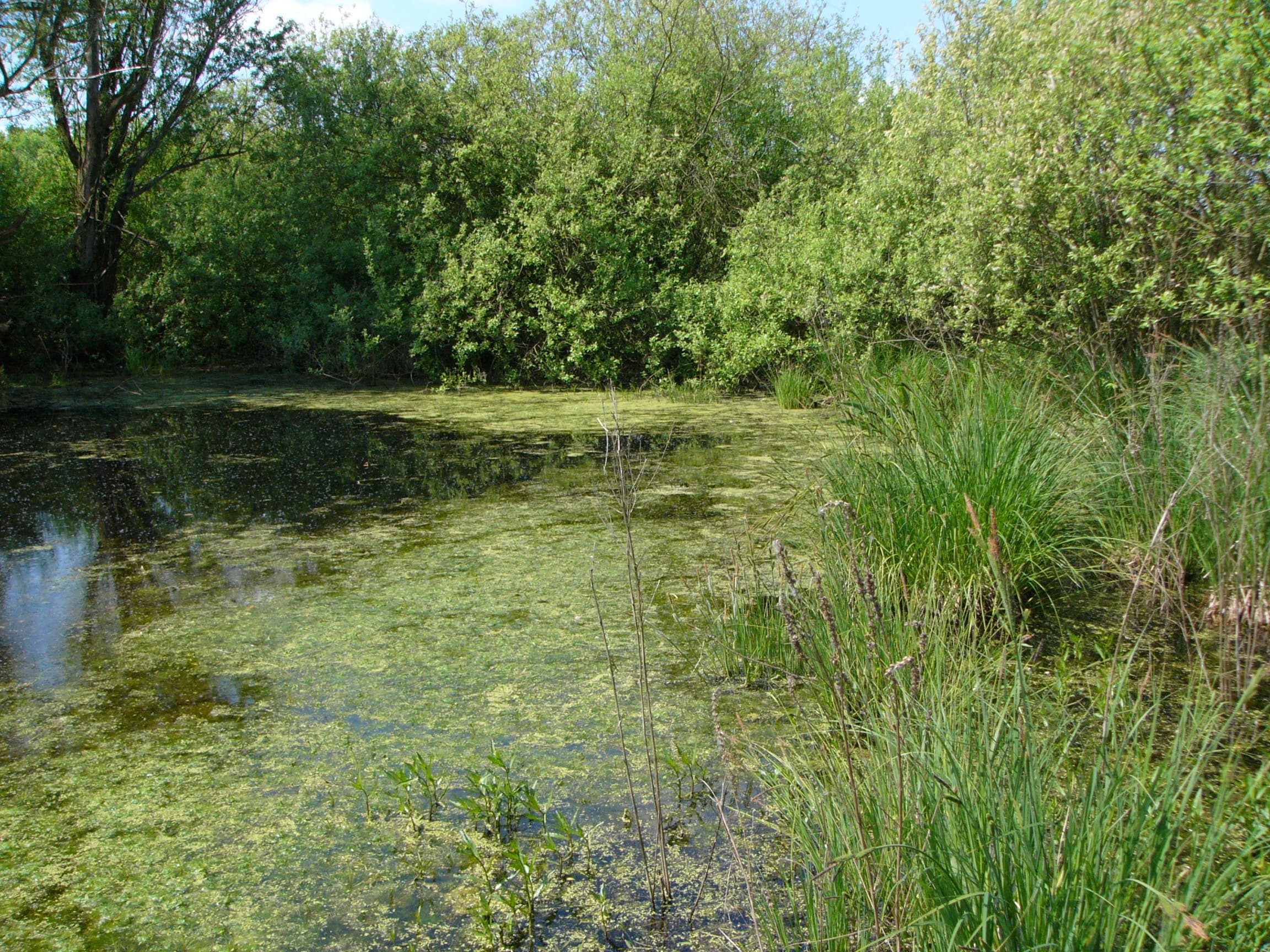Poděbrady - Plané Loučky